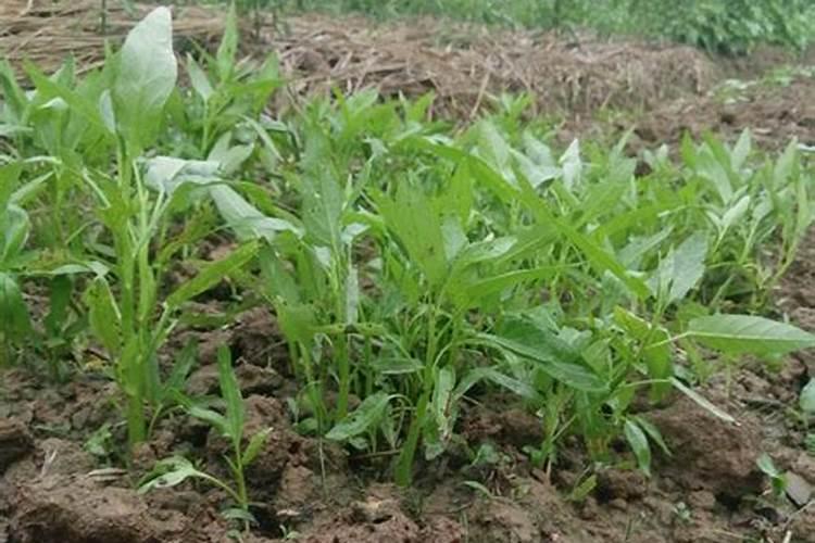 花盆种菜怎么施肥 花盆种菜如何施肥