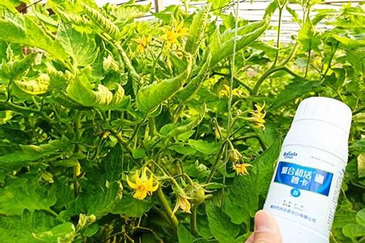 在葡萄开花的这个时期,浇水施硼肥可不可以呢