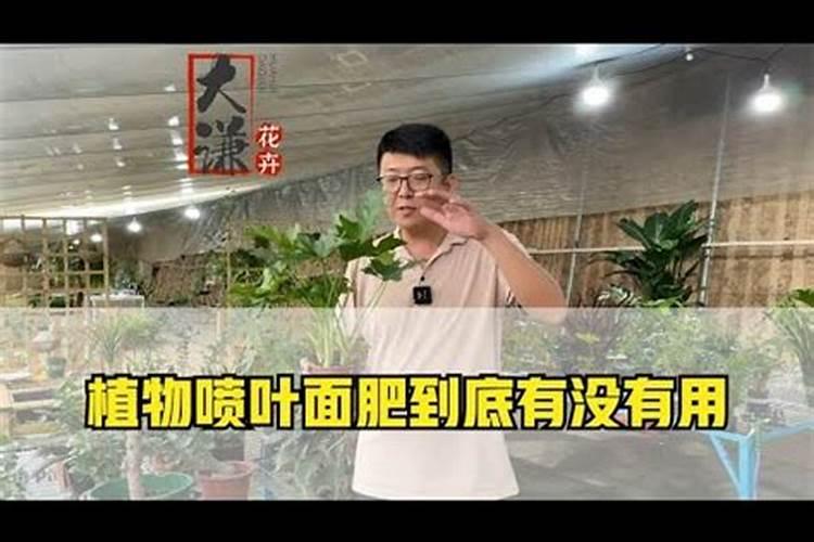 红糖叶面肥的配方