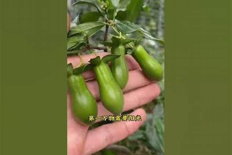 芸苔素和哪些肥料搭配使用,效果最佳呢？