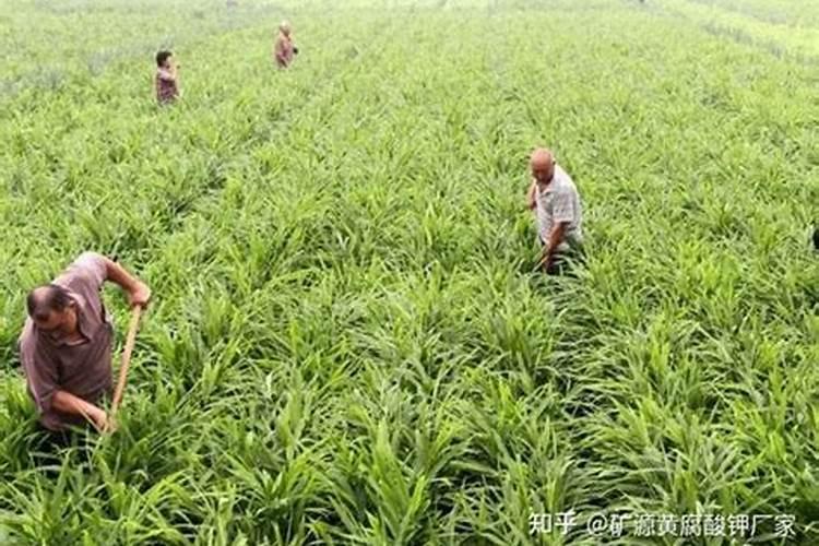 大姜的需肥特点是什么？种植大姜如何施肥？