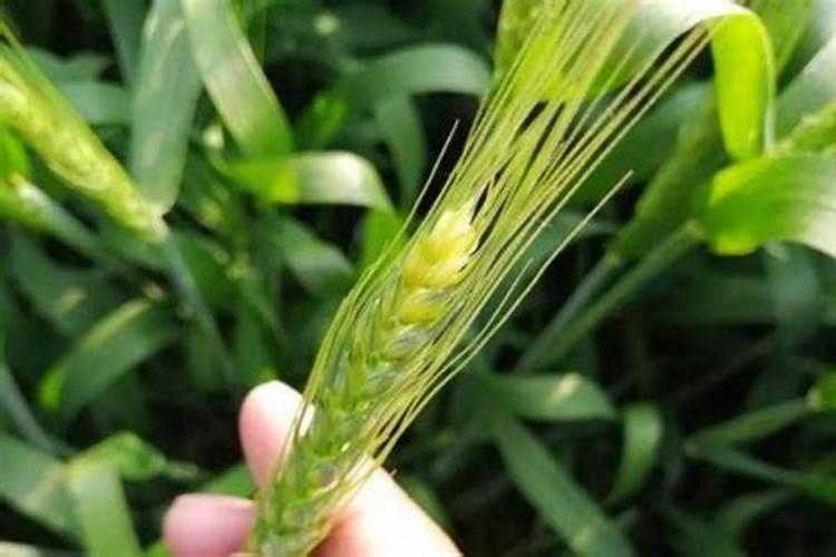 什么食物钾含量高