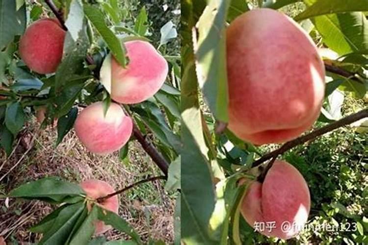水溶肥桃树上什么时候用好