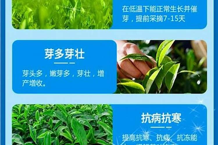 茶叶叶面肥用什么最好