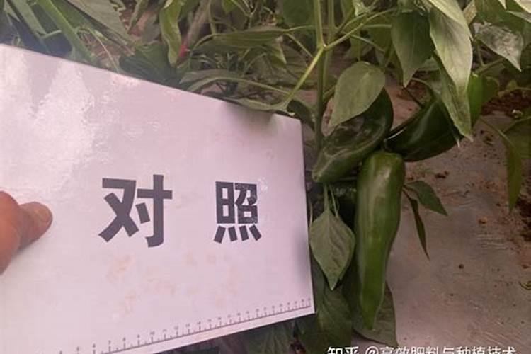 冲施肥适用于哪些农作物
