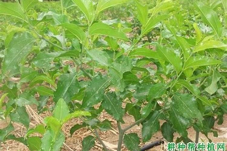 哪些蔬菜喜欢高磷肥