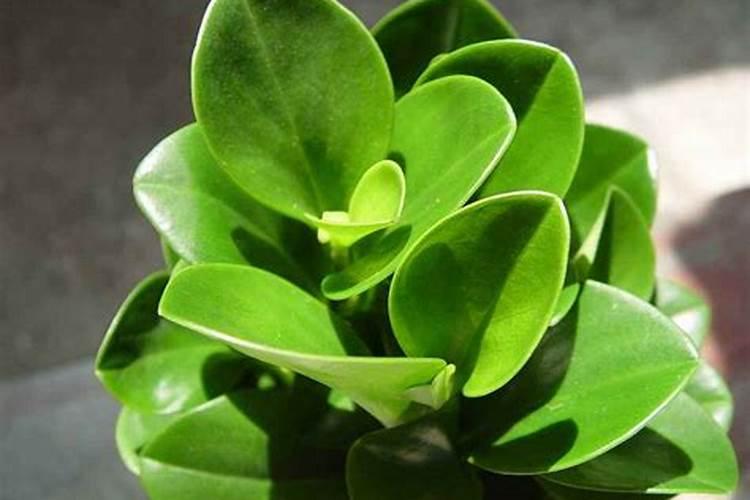 植物叶子用什么肥料能变大变厚？
