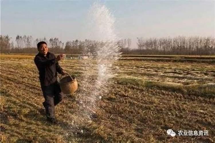 盆栽蓝莓为什么叶子发黄不是特别的绿？