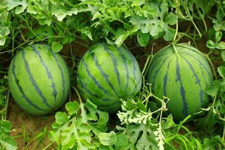 种植西瓜用什么肥料最佳