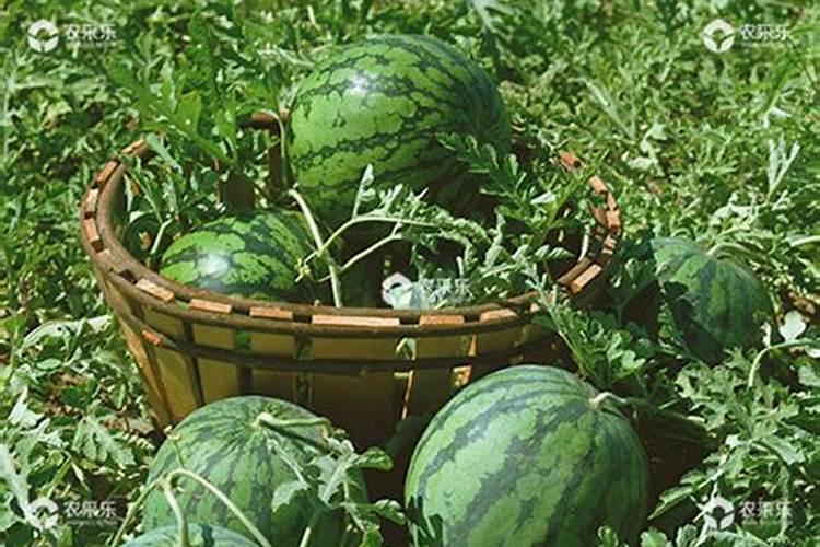 种植西瓜用什么肥料最佳