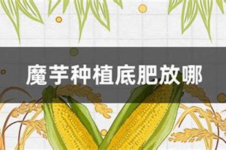 水稻钾肥的正确使用方法