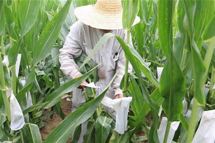 玉米叶面肥喷什么最好？