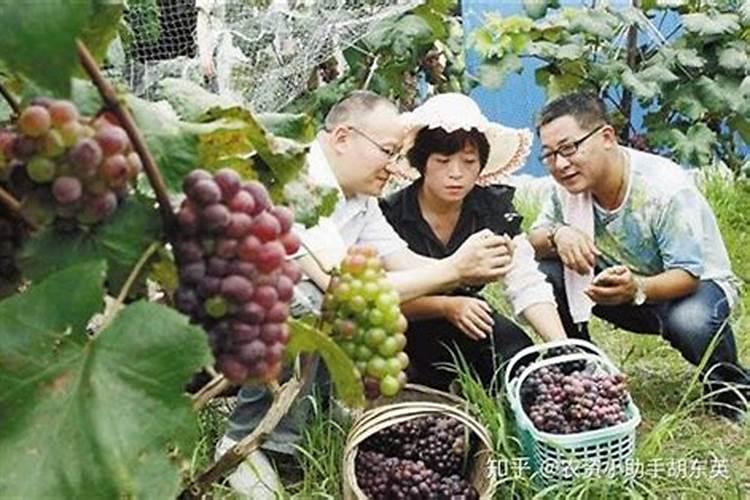 养兰花用什么肥料最好  促进兰花生根发芽的肥料
