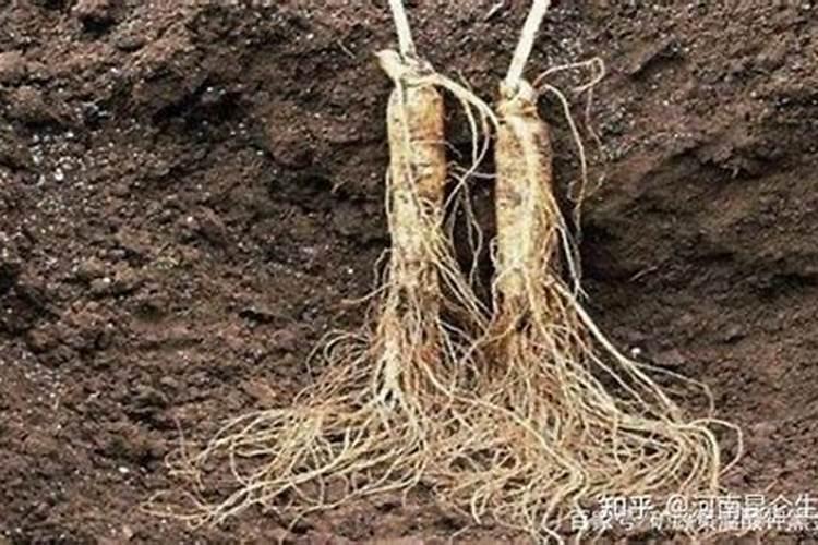 什么肥料使根系发达