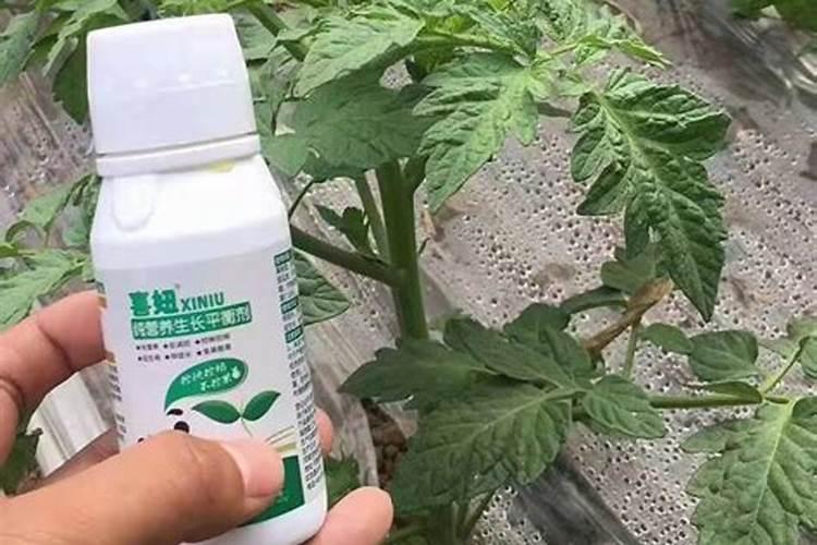 果树为什么要提倡施用叶面肥,要掌握哪些技巧