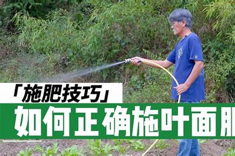 尿素当叶面肥使用方法
