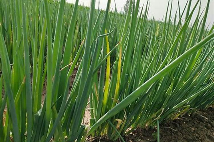 大葱施肥用什么肥料好(家里种植大葱用什么肥料浇最好)