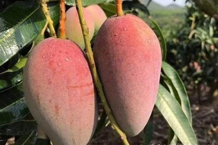 芒果结果期怎么施肥果大果甜？芒果果期如何管理能提高耐存储性