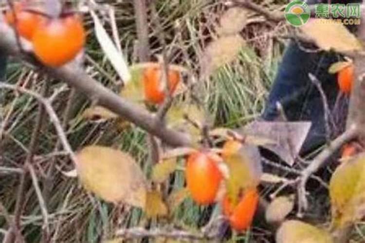 老鸦柿花期能放养在室内？