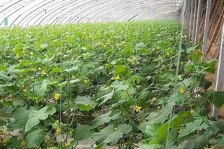 大棚黄瓜叶面肥什么时候喷