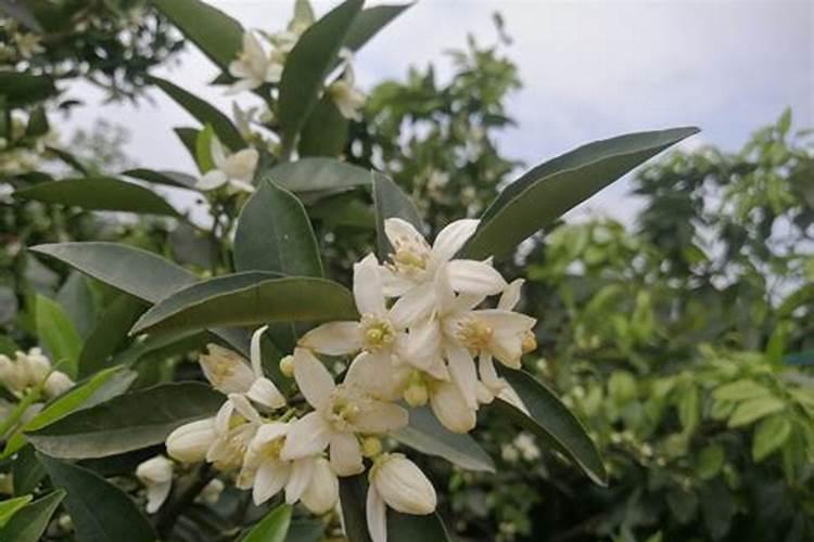 春季桂花如何用肥才能更快生长？