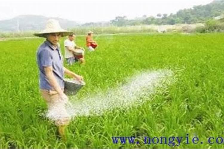 磷肥对果树的作用是什么