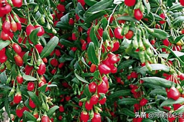 尿素能不能做枸杞叶面肥