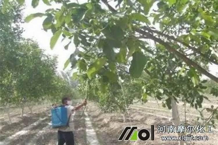 小麦喷施杀虫杀菌剂叶面肥几天能浇水？