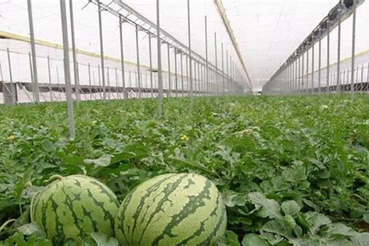 老师们,我想种大棚西瓜,不知道一亩地要施用多少肥料,上什么肥料好？