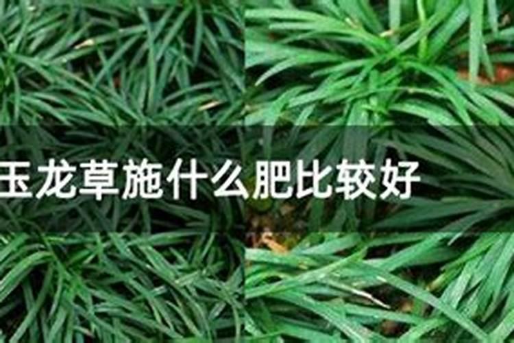 兰花可以喷水在叶面上吗