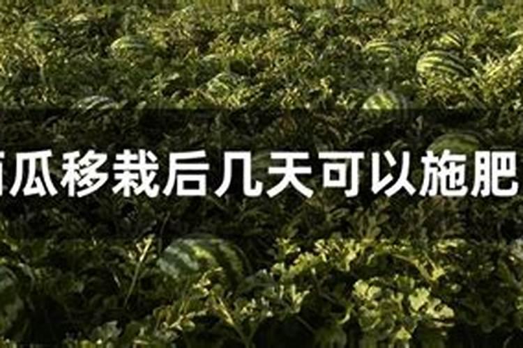 葡萄树怎么施肥 葡萄的施肥方法