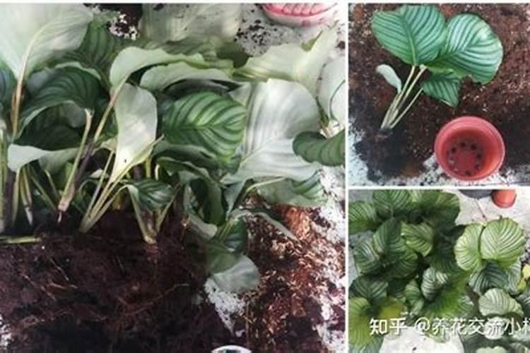 富硒肥有什么作用呀？哪里有x销售的？