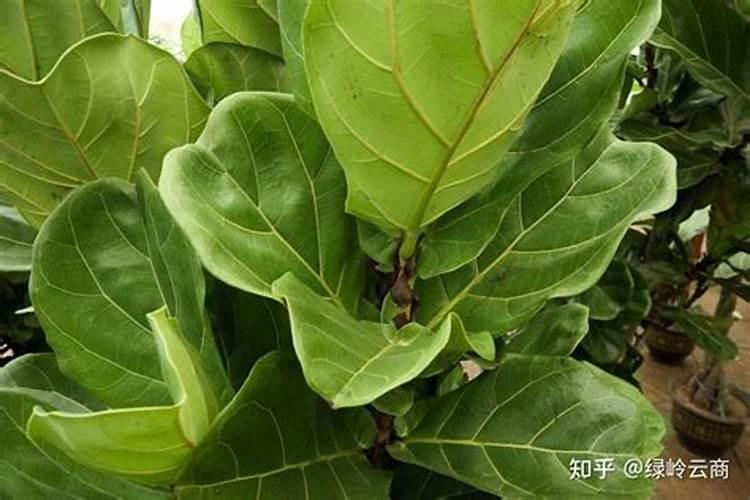 草莓苗栽上几天缓过来 草莓苗种下去多久缓苗成活