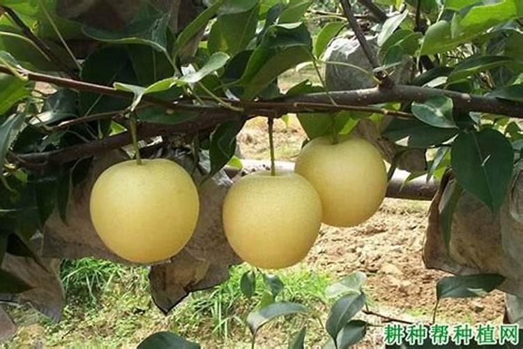 樱桃树什么时候剪枝合适 几月修剪为最佳时间