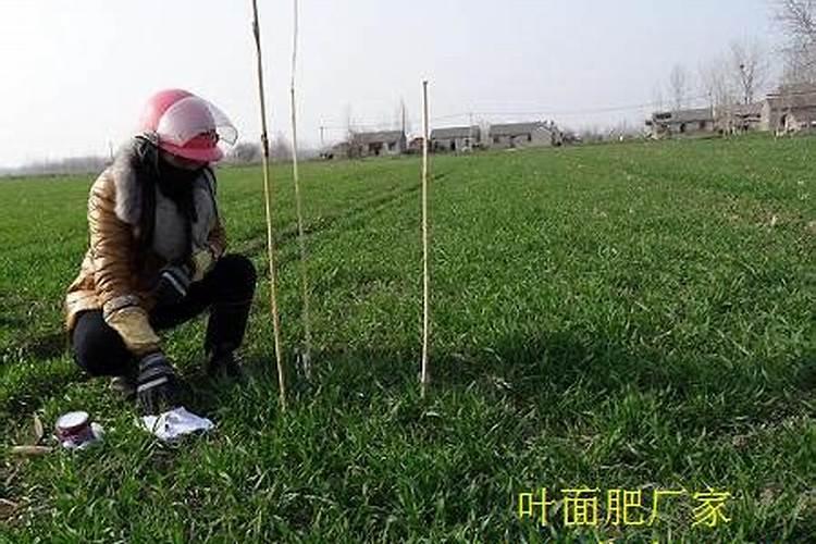 果树什么时间施肥最好