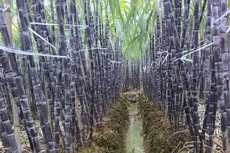 果树什么时候施肥 果树什么时候施肥最好