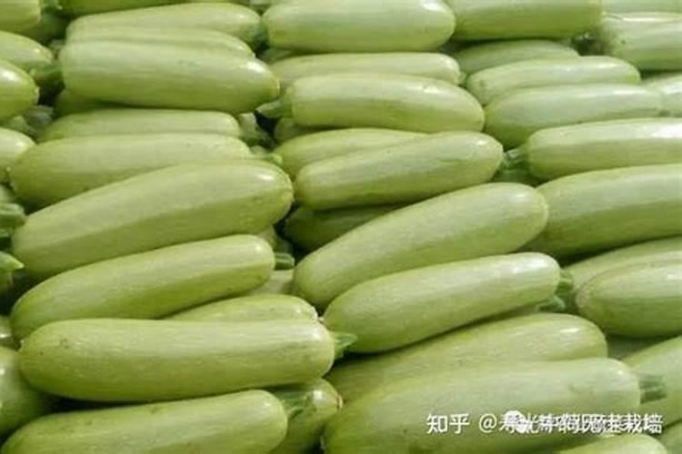 早熟禾氮肥过多叶尖发黄