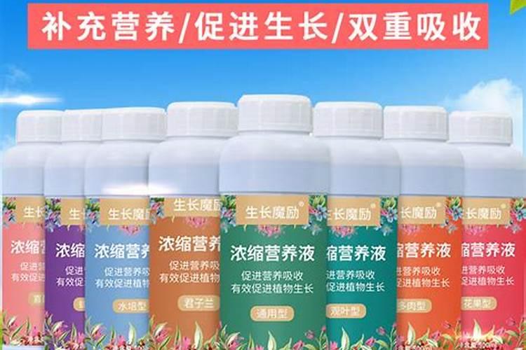 茉莉花的管理技术