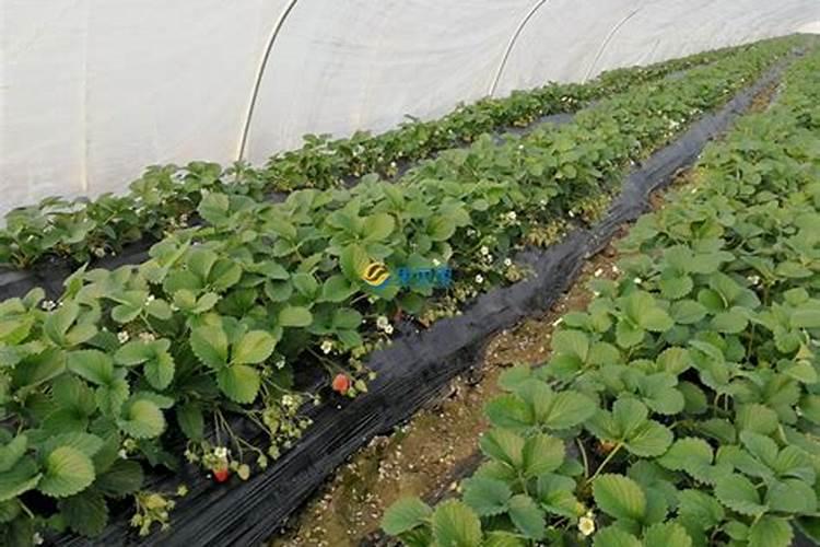 催花选用什么样的肥料最为合适