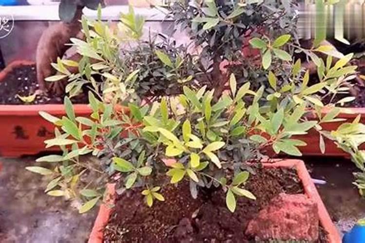 大蒜已抽苔打芸苔素能打吗？
