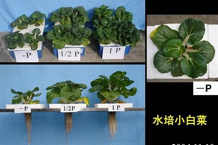 磷肥在果树上的运用