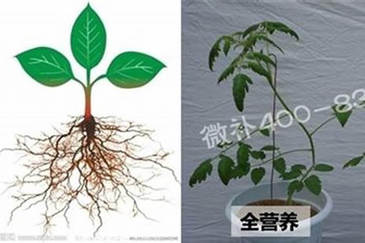 什么肥能促花