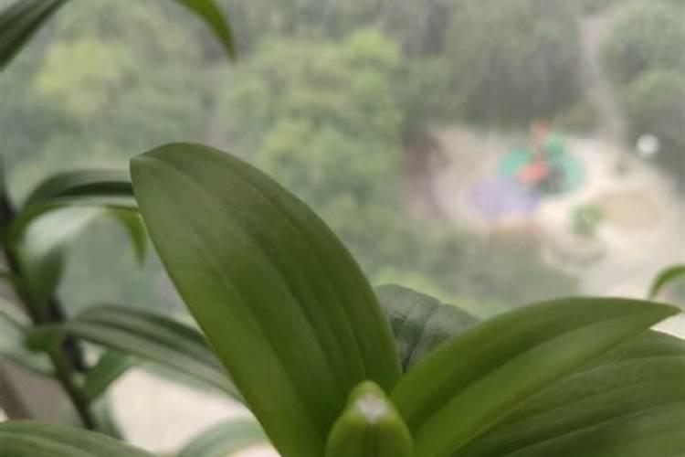 百合花什么时候上化肥 已经起小花苞了 还用上吗？ 什么时候能开花