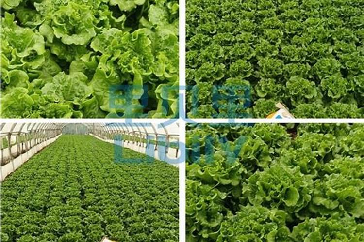 种菜用什么肥料好