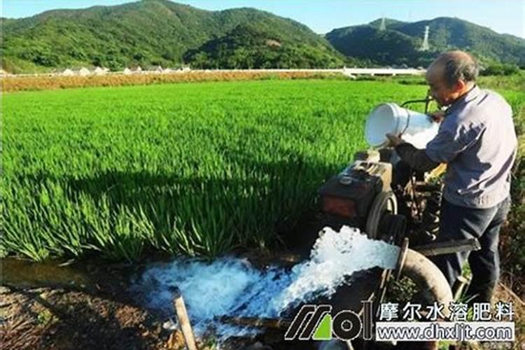 阿司匹林怎么浇花用