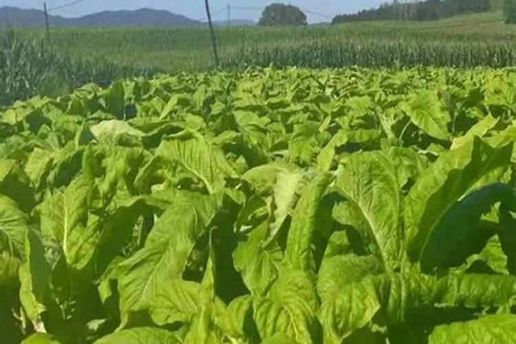 烤烟施钾肥最佳时间 什么时候使用效果好