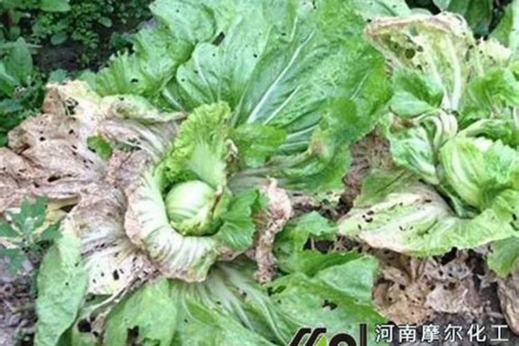 用什么叶面肥可以让荔枝熟得颜色好？
