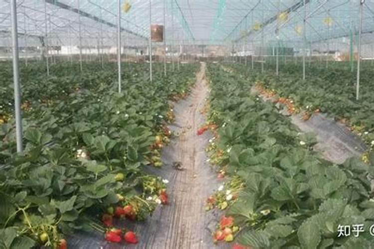 夏季养月季该如何施肥