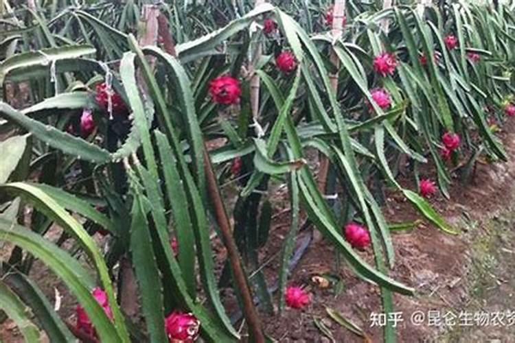 盆栽火龙果怎么施肥