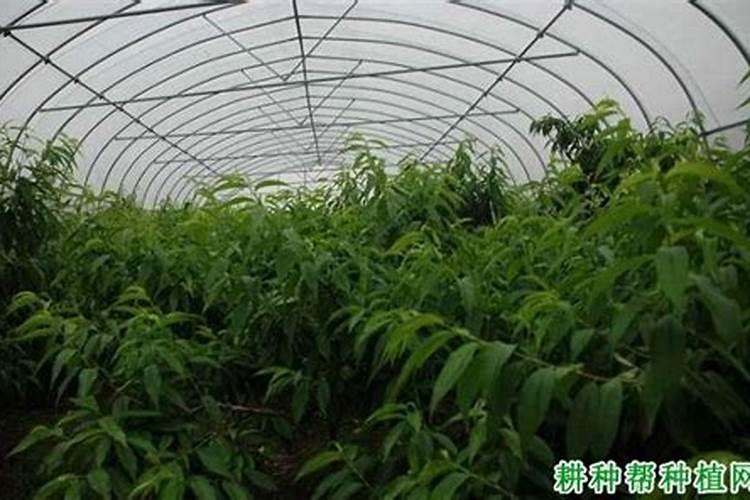 果树什么时候施肥最好？